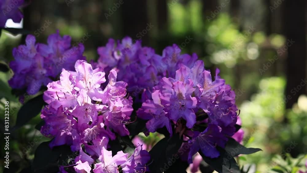Rhododendron blossom. Shrubs blooming with purple flowers. Flowers of bright colors, close-up. Blooming rhododendrons in a park or botanical garden. Natural background Rhododendron blossom. Shrubs blooming with purple flowers. Flowers of bright colors, close-up. Blooming rhododendrons in a park or botanical garden. Natural background