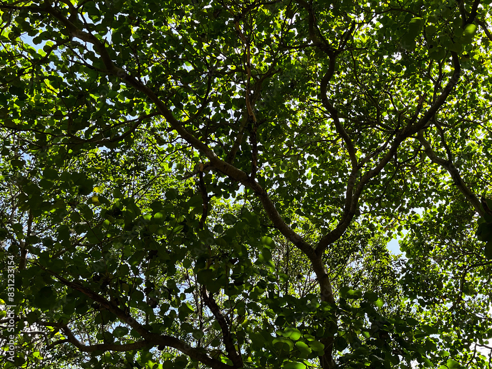 Fototapeta premium Fondo de árboles verdes y frondosos
