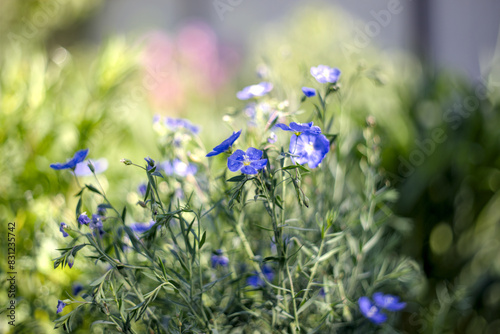 Blue flax flowers in summer in the garden
