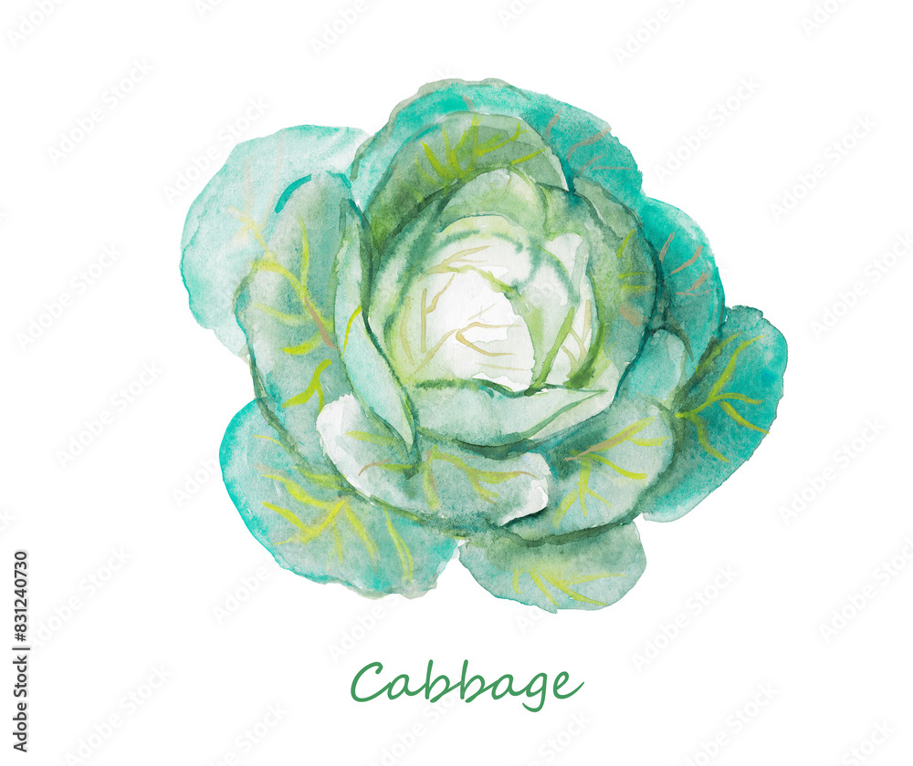 Obraz premium Cabbage, green cabbages, vegetable, vegetarian food, hand drawn watercolor illustration , food illustrations