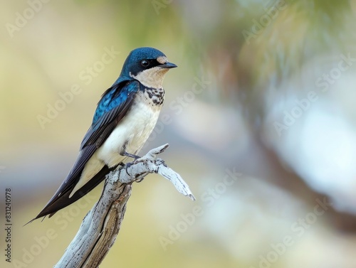 Tree Swallow resting on branches