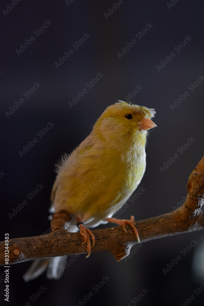 Yellow crested canary on the branch Yellow crested canary on the branch