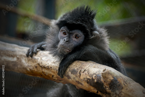 closeup lutung
