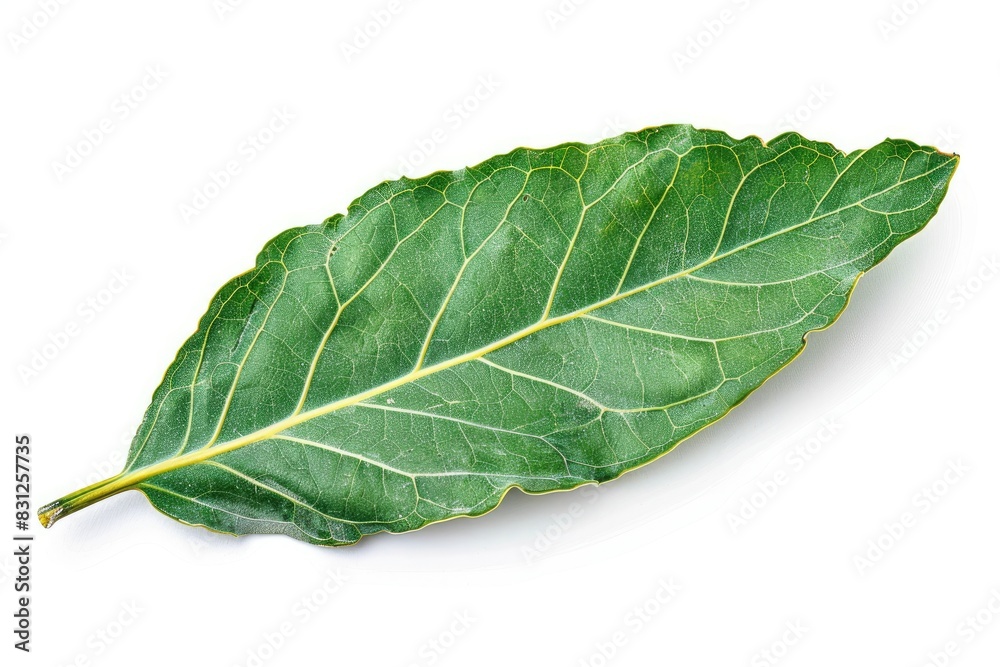 Single bay leaf with detailed texture isolated on white background Single bay leaf with detailed texture isolated on white background