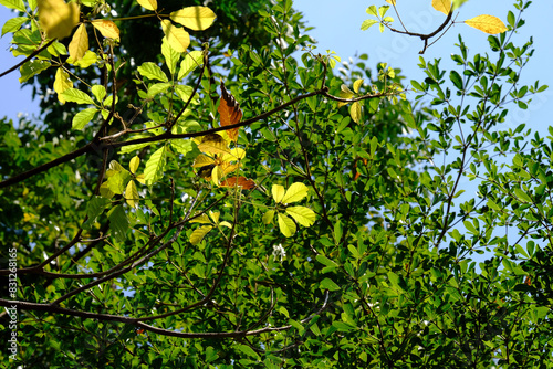 orange tree with leaves