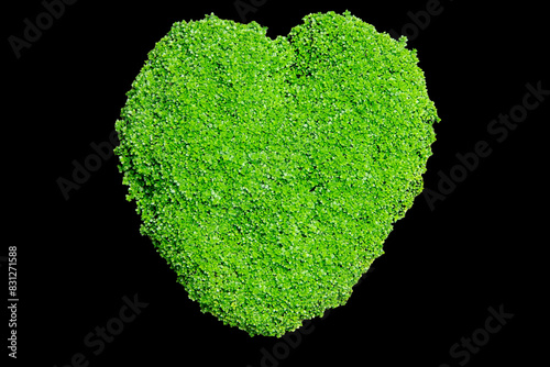 Heart-shaped sign green mini leaves of Hemianthus callitrichoides 'Cuba popular aquatic plant grass isolated on black background with clipping path