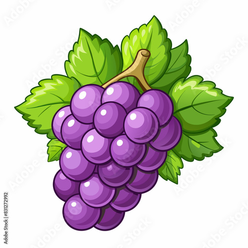vector illustration of grape