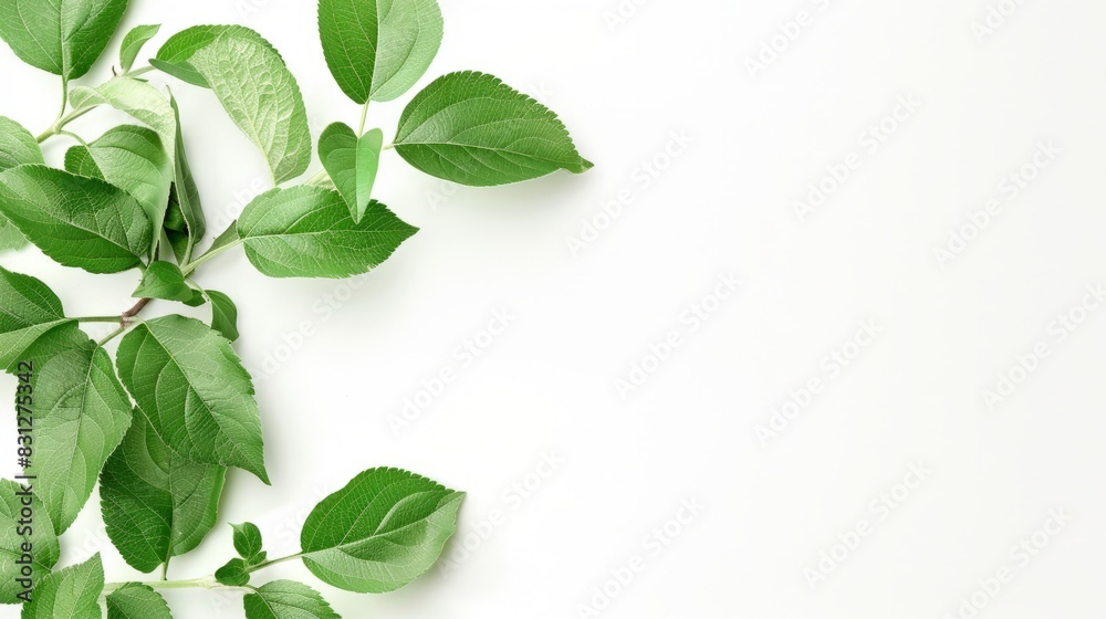 Fototapeta premium Minimalist background with green leaves on a white backdrop, creating a fresh and clean design.