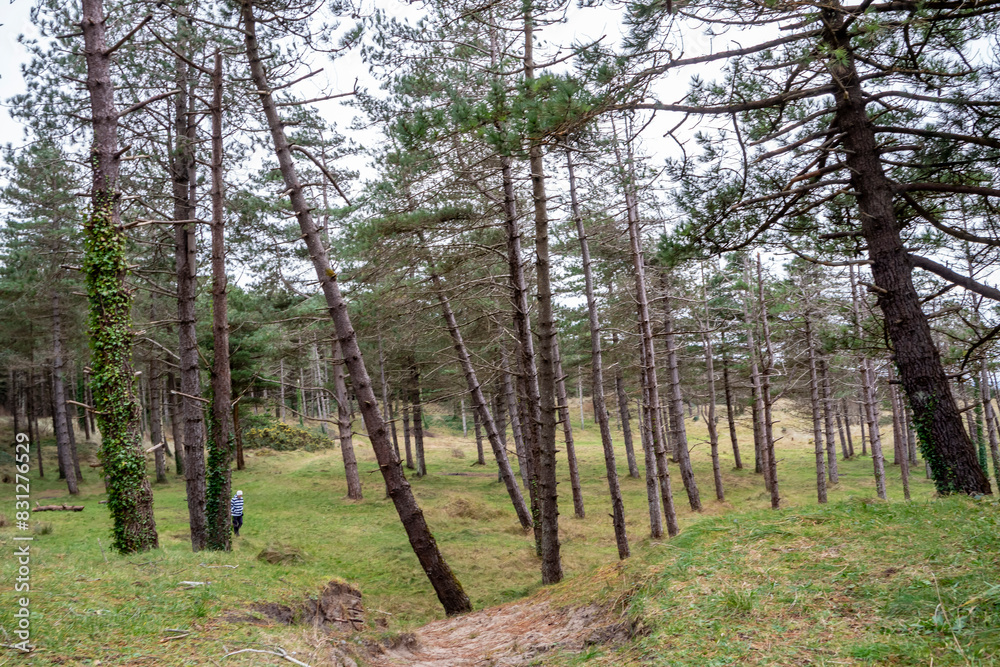 The forest at Murvagh in County Donegal, Ireland