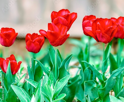 Obraz na płótnie Tulip. Beautiful bouquet of tulips. colorful tulips. tulips in spring,colourful tulip w salonie