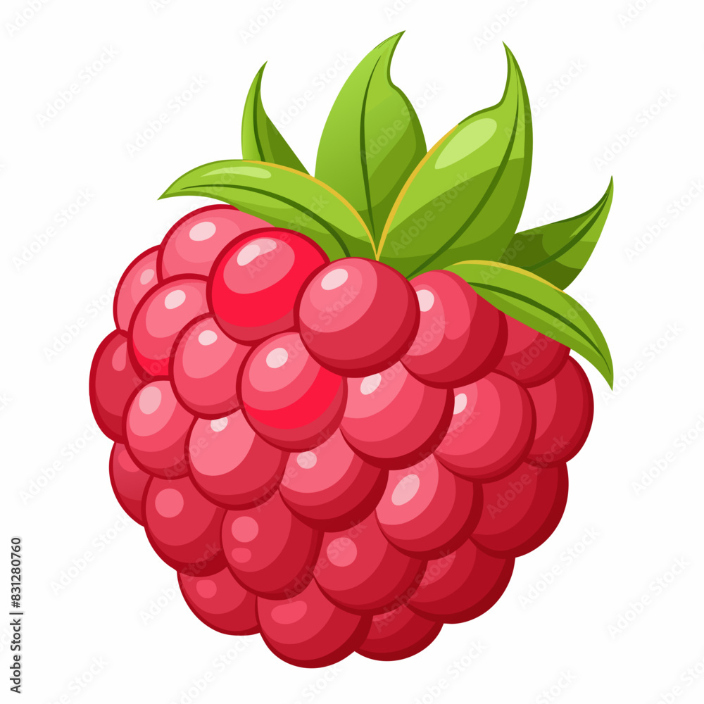 illustration of raspberry illustration of raspberry