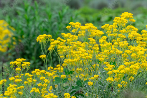 Blossom bush yellow flowers alyssum mountain in garden. Golden alpine saxatile of herbaceous species burachok. Beautiful gold flowers montanum gmelinii opens. Wallpapers in yellow colors. photo