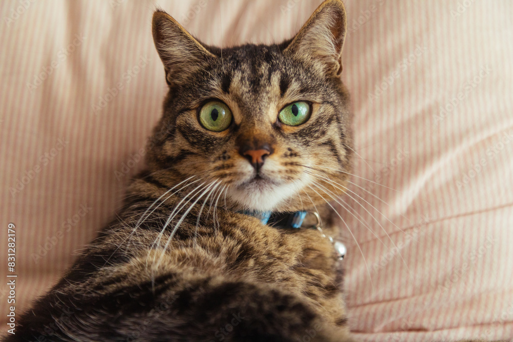 Portrait of an adorable domestic cat on a soft pillow. Portrait of an adorable domestic cat on a soft pillow.