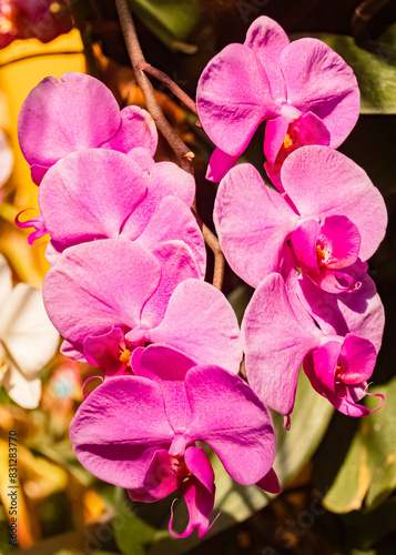 Phalaenopsis singuliflora, moth orchid, at Mainau island, Lake Bodensee, Baden-Württemberg, Germany, on a sunny day in spring photo