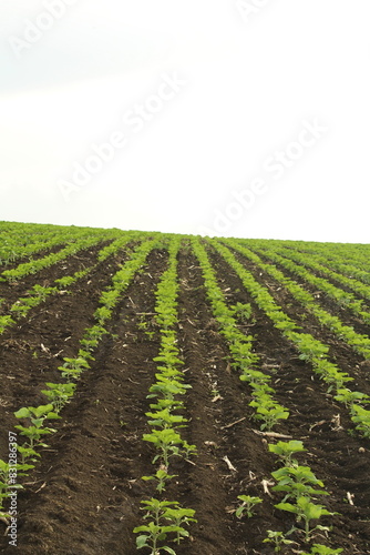 A close-up of a plantation