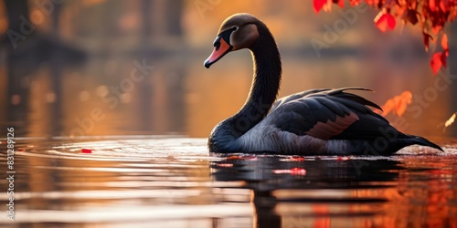 Black swan gracefully perched on a tranquil autumn lake. Concept Wildlife Photography, Natural Beauty, Animal Behavior, Birdwatching, Seasonal Change photo