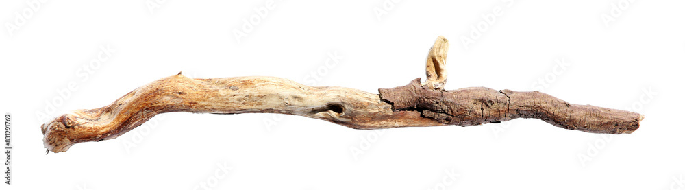 Old dry tree branch isolated on white, top view Old dry tree branch isolated on white, top view
