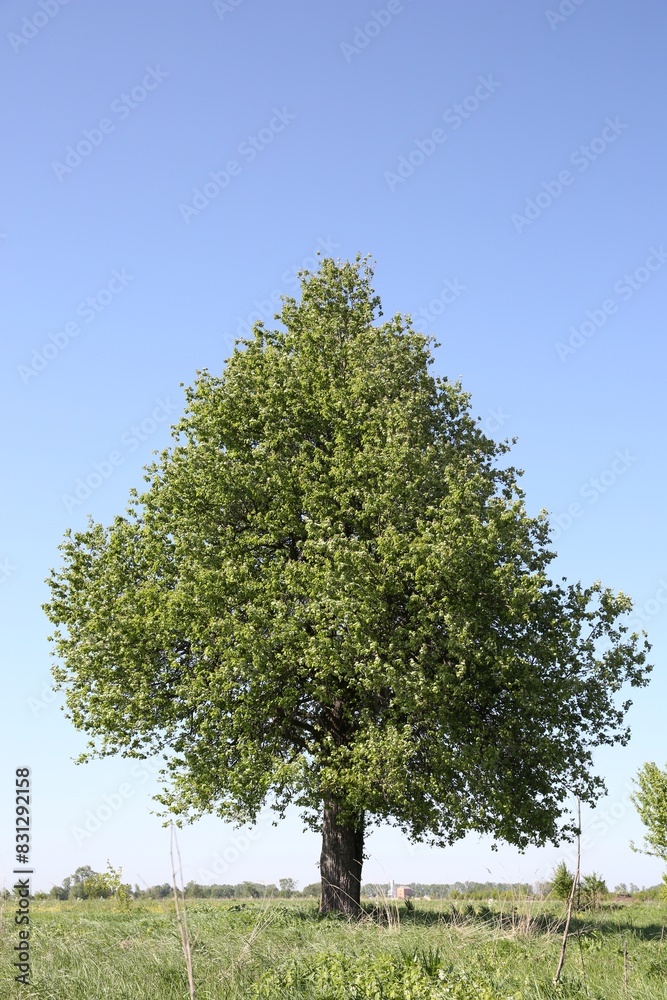 Beautiful tree growing outdoors on sunny day Beautiful tree growing outdoors on sunny day
