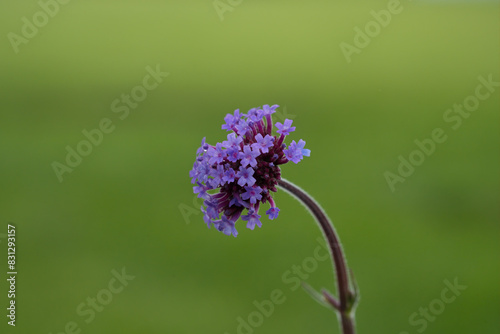 Purpletop vervain flowers, or Tall verbena photo