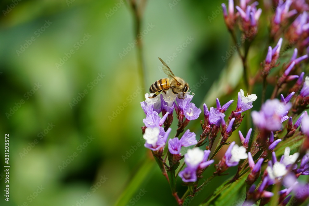 a close up of a flower with a fly next to it a close up of a flower with a fly next to it