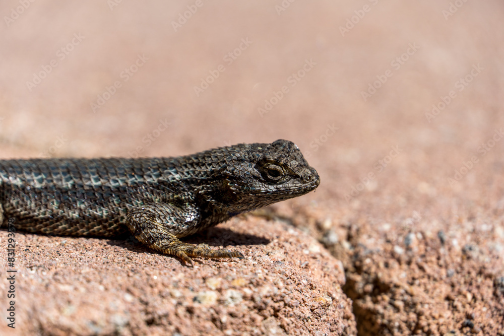 a small lizard with black stripes sitting on the ground by the ocean a small lizard with black stripes sitting on the ground by the ocean