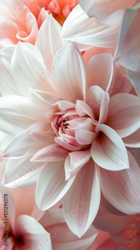 Soft pink dahlia blossom close-up