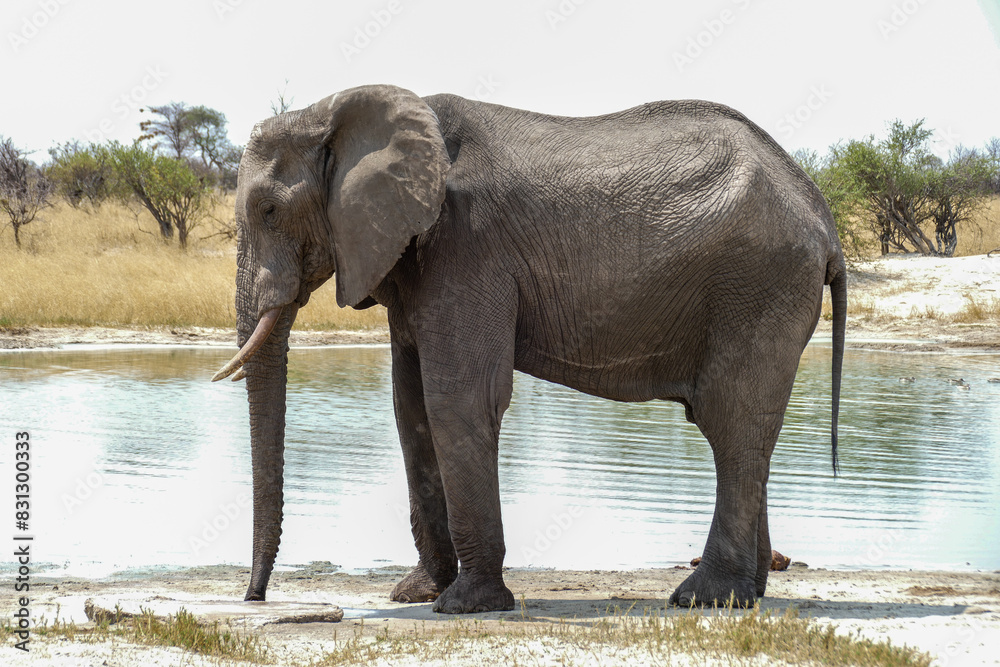 Obraz premium Elefant