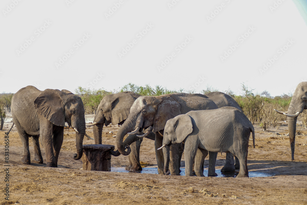 Fototapeta premium Elefant