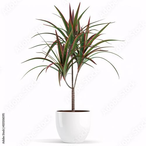 PNG illustration of a tall dracaena marginata with slender green and red-edged leaves in a white planter on a white background