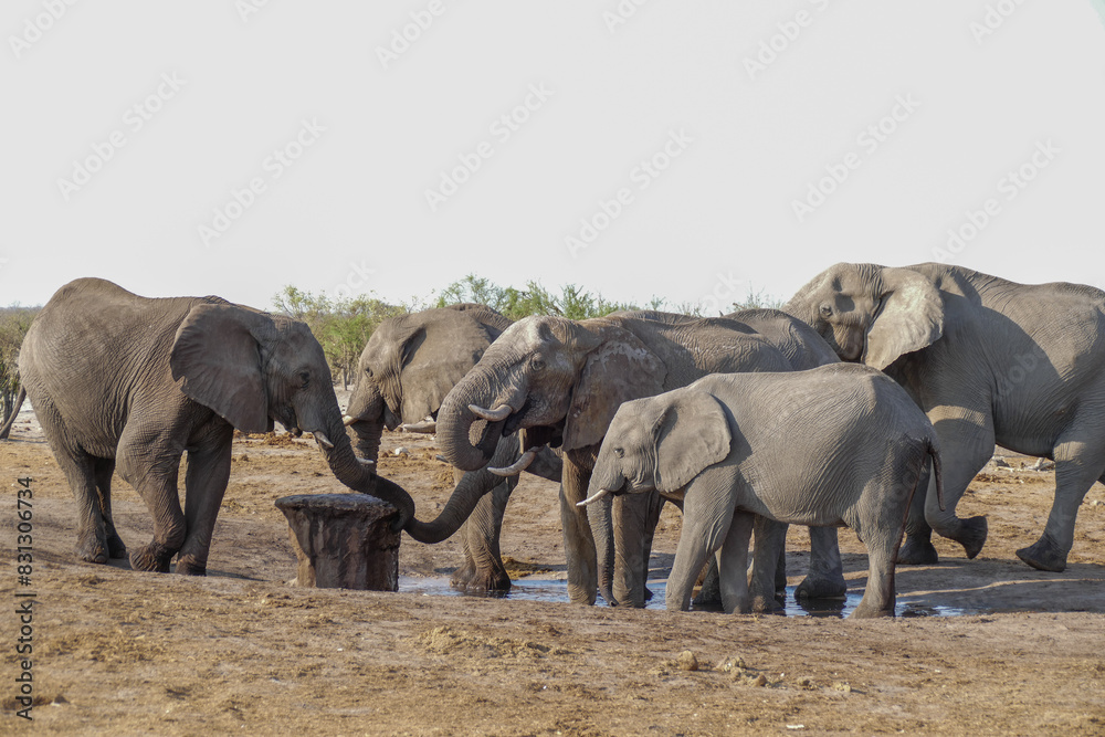Fototapeta premium Elefant