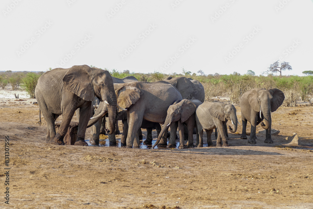 Obraz premium Elefant