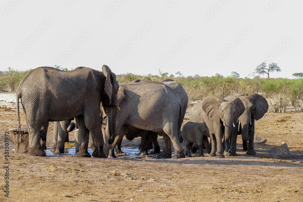 Fototapeta premium Elefant