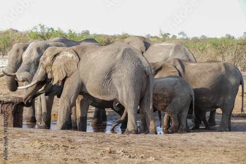 Elefant
