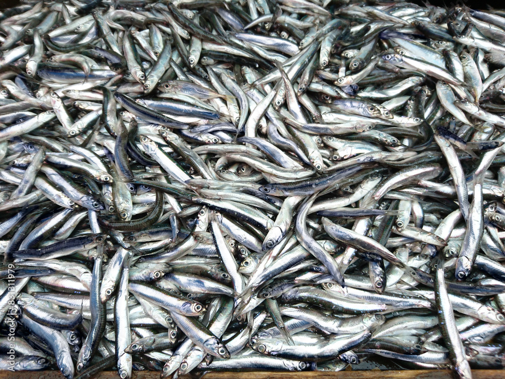 Fish anchovy background on ice in fishermen market shop. Seafood european pile of anchovy pattern on ice. Black sea anchovies display in family store. Heap small little blue encrasicolus fish for sale Fish anchovy background on ice in fishermen market shop. Seafood european pile of anchovy pattern on ice. Black sea anchovies display in family store. Heap small little blue encrasicolus fish for sale
