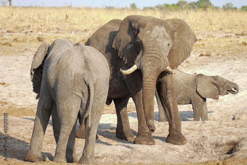 Elefant