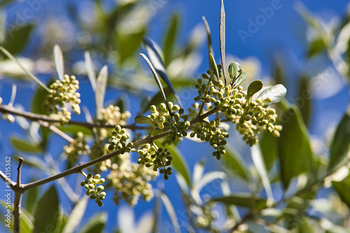 olivo fiori
