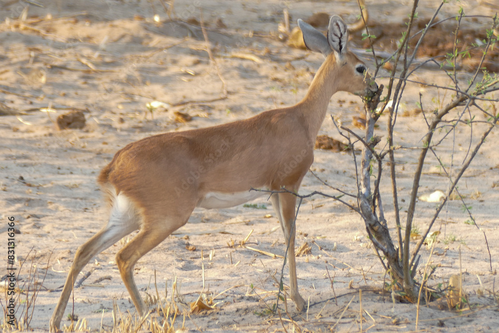 Naklejka premium Antilope