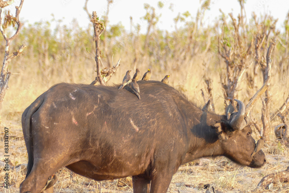 Fototapeta premium Büffel