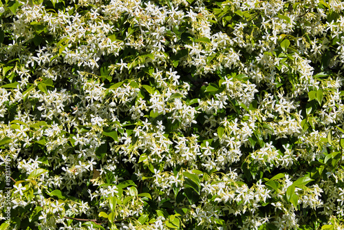 gelsomino fiori