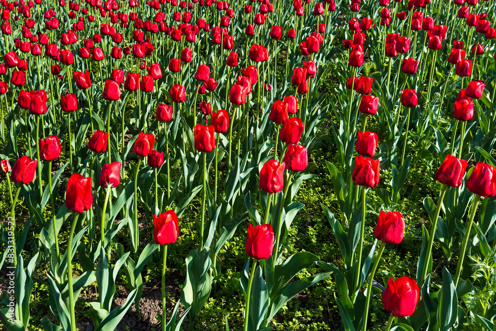 Fototapeta premium Clearing with many red blooming tulips.