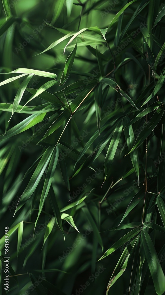 closeup of bamboo leaves swaying in the breeze on dark green blur background closeup of bamboo leaves swaying in the breeze on dark green blur background