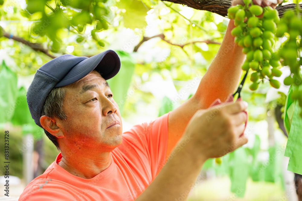 Obraz premium ぶどう畑,摘粒作業をする農家の男性
