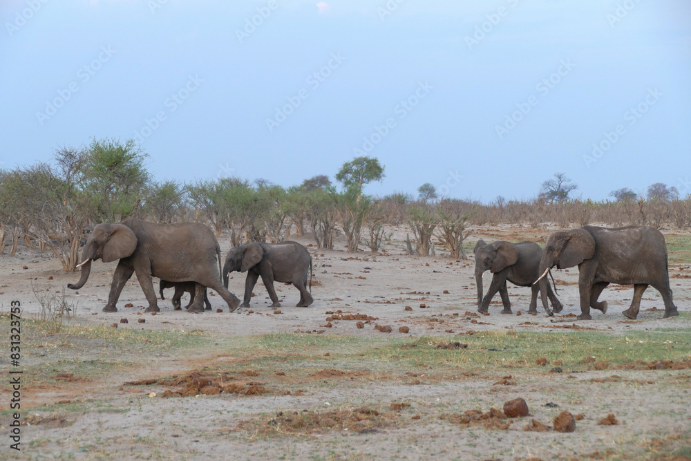Fototapeta premium Elefant