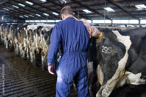 Veterinarian examines a cow rectally on pregnancy in a cowshed. The cow has a numerical freeze brand on its hindquarters. The cows are lined up at the feeding fence on a slatted floor photo