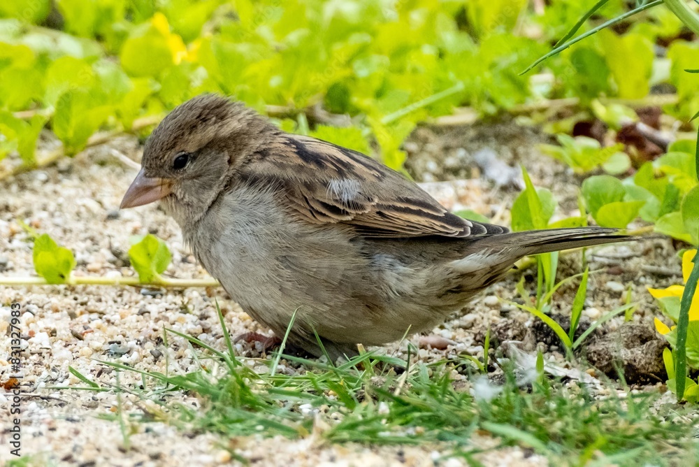 sparrow Passer domesticus on the ground sparrow Passer domesticus on the ground