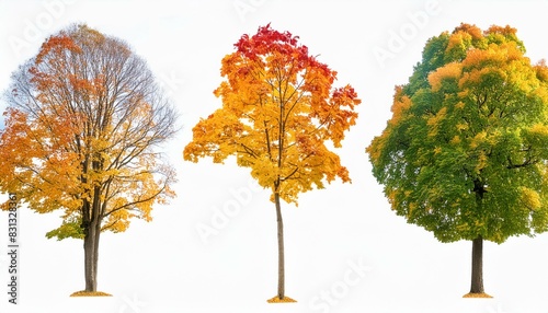 Collection autumn maple leaves isolated on white background © ULFATRAZA