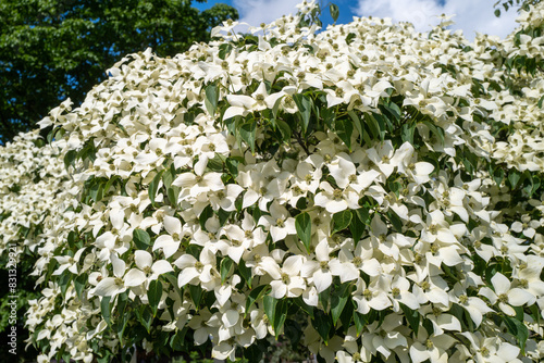 beautiful flowering white large shrub Cornus alba photo