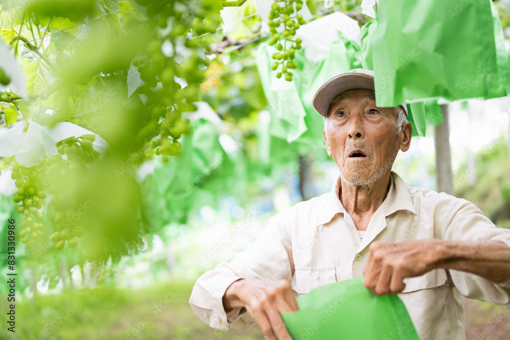 ぶどう畑,ぶどうの袋がけをする農家のおじいさん ぶどう畑,ぶどうの袋がけをする農家のおじいさん