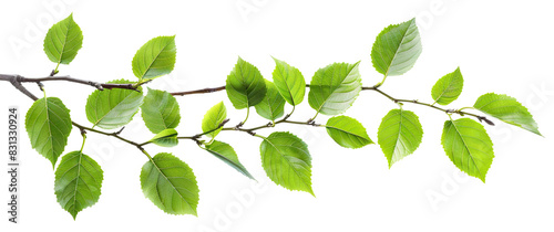 Fresh green leaves on a branch, cut out