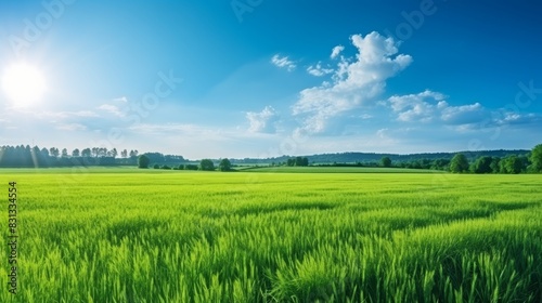 Sunny day  lush green field under blue sky with fluffy clouds  a vibrant summer landscape